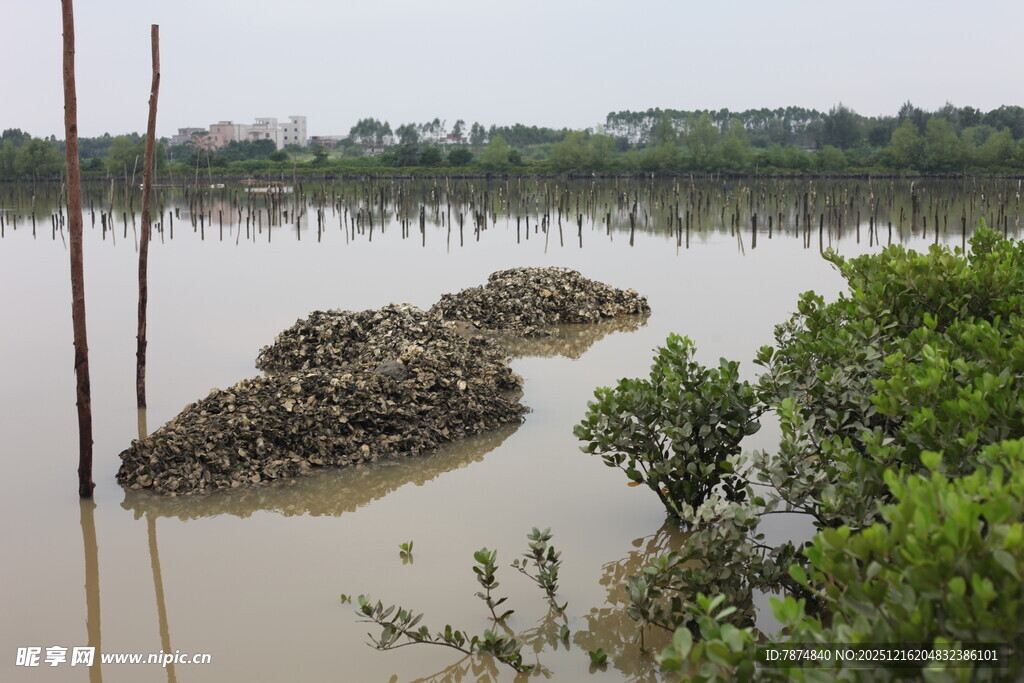湿地景观中的泥滩与植被