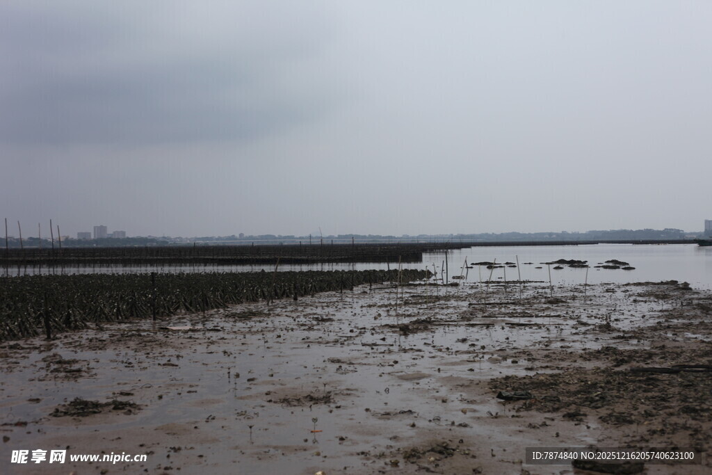 泥泞滩涂景象