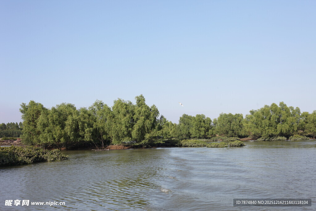 河畔绿树成荫的宁静风光