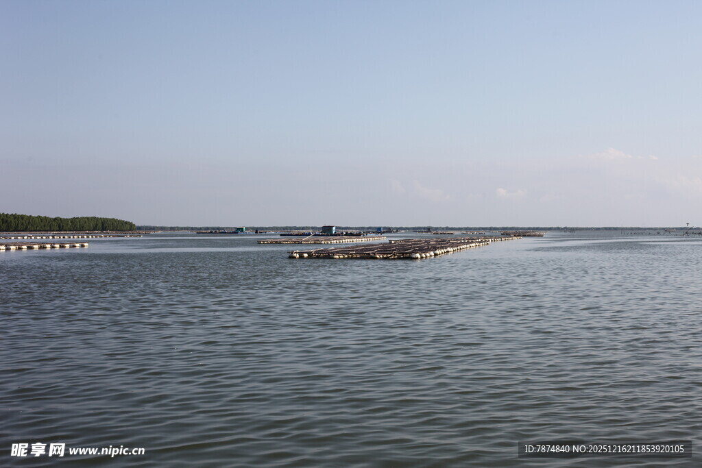 宁静水域的生蚝养殖