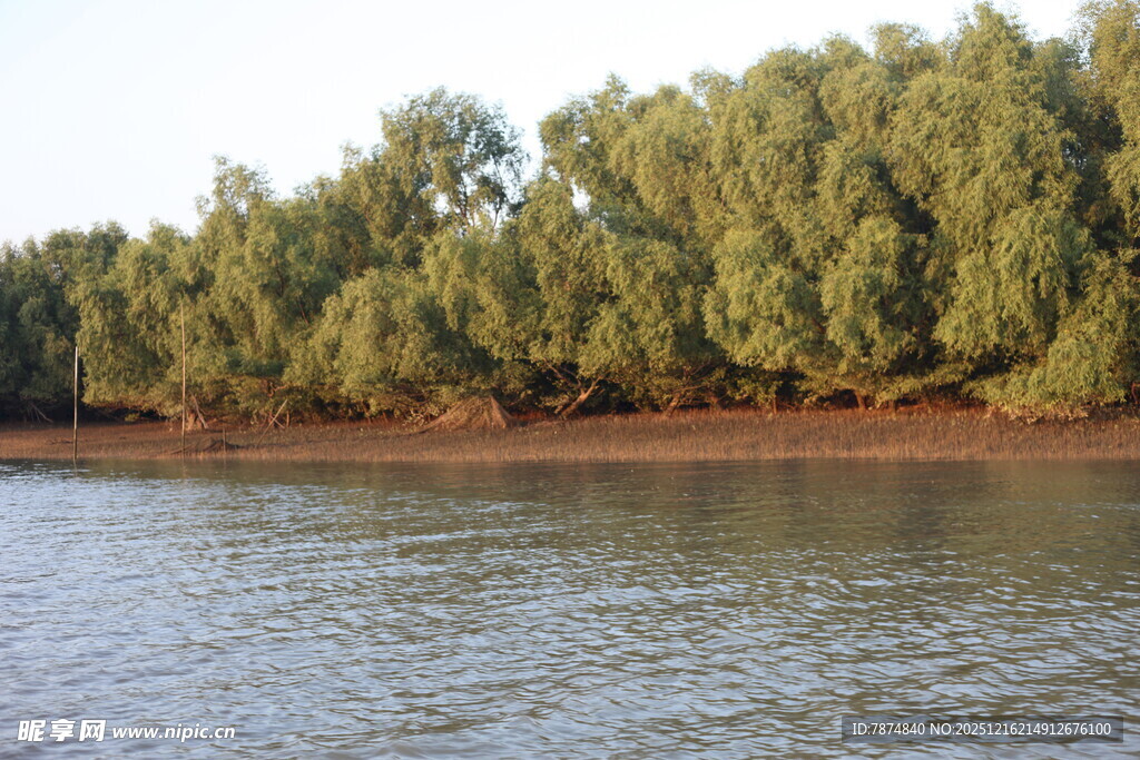 河畔绿树成荫的美丽景致