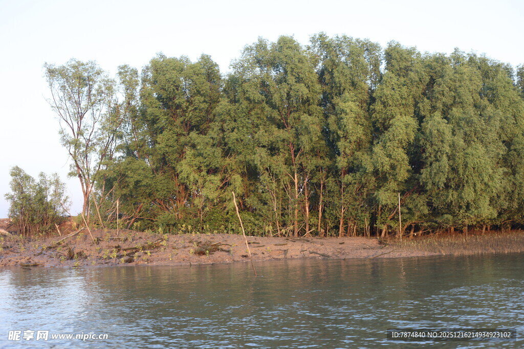 河畔绿树成荫的自然美景