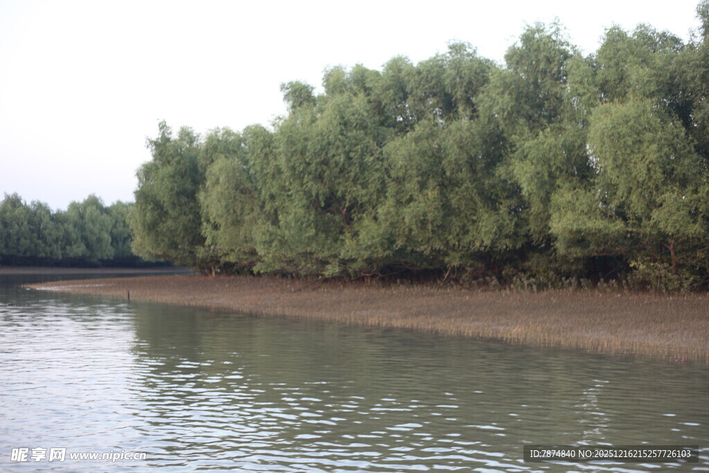 河畔茂密树林景观
