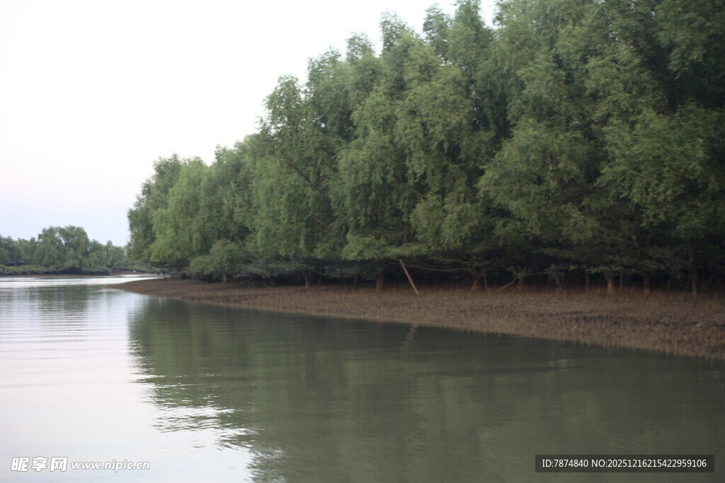 河畔茂密树林与平静水面