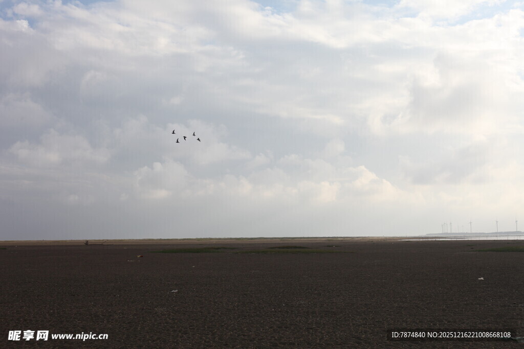 广阔天地间的空中飞鸟