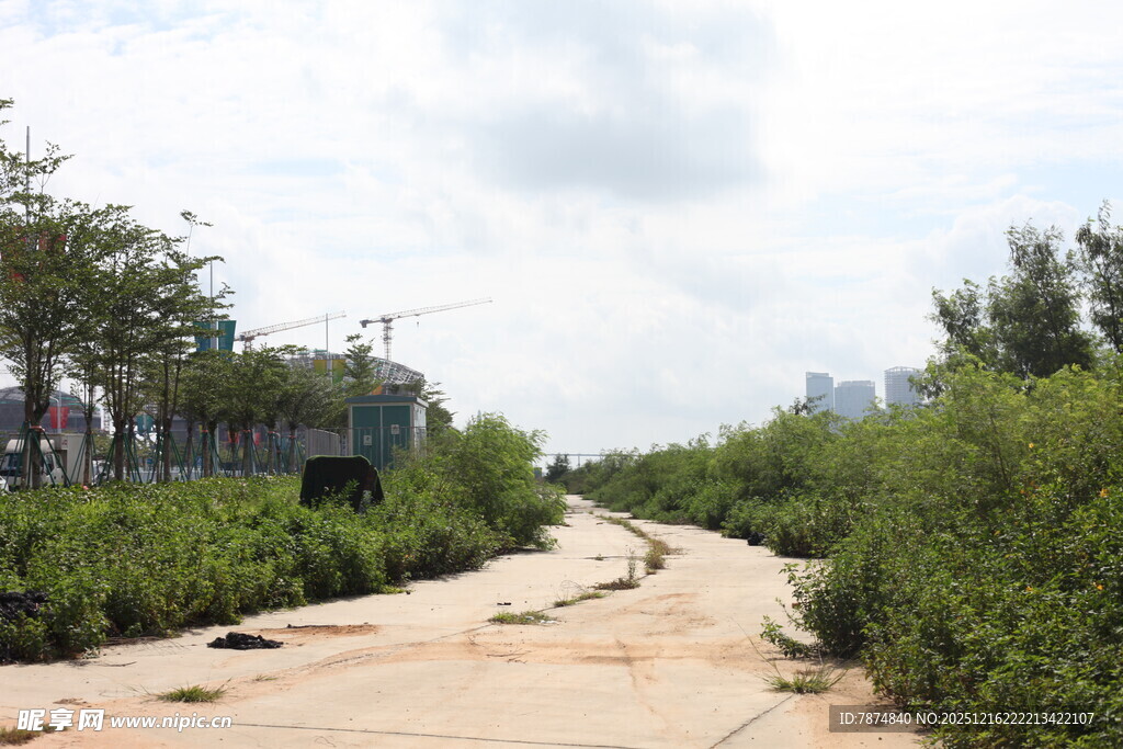 荒废小路旁的绿植景观