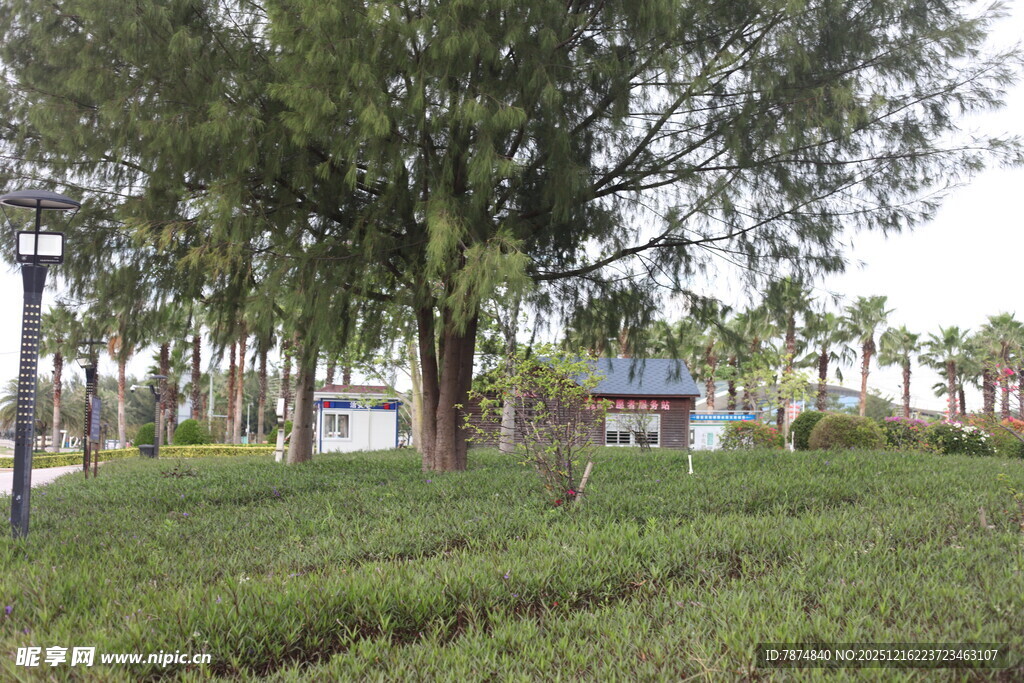 公园中的绿树与休憩区域