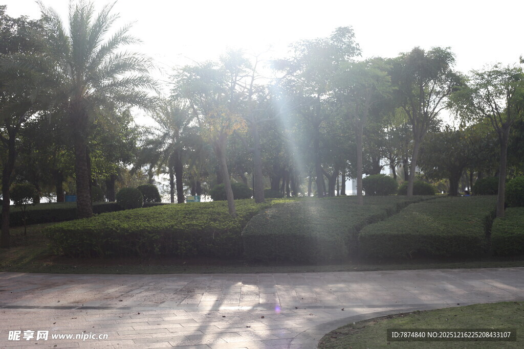 阳光照耀下的园林景观