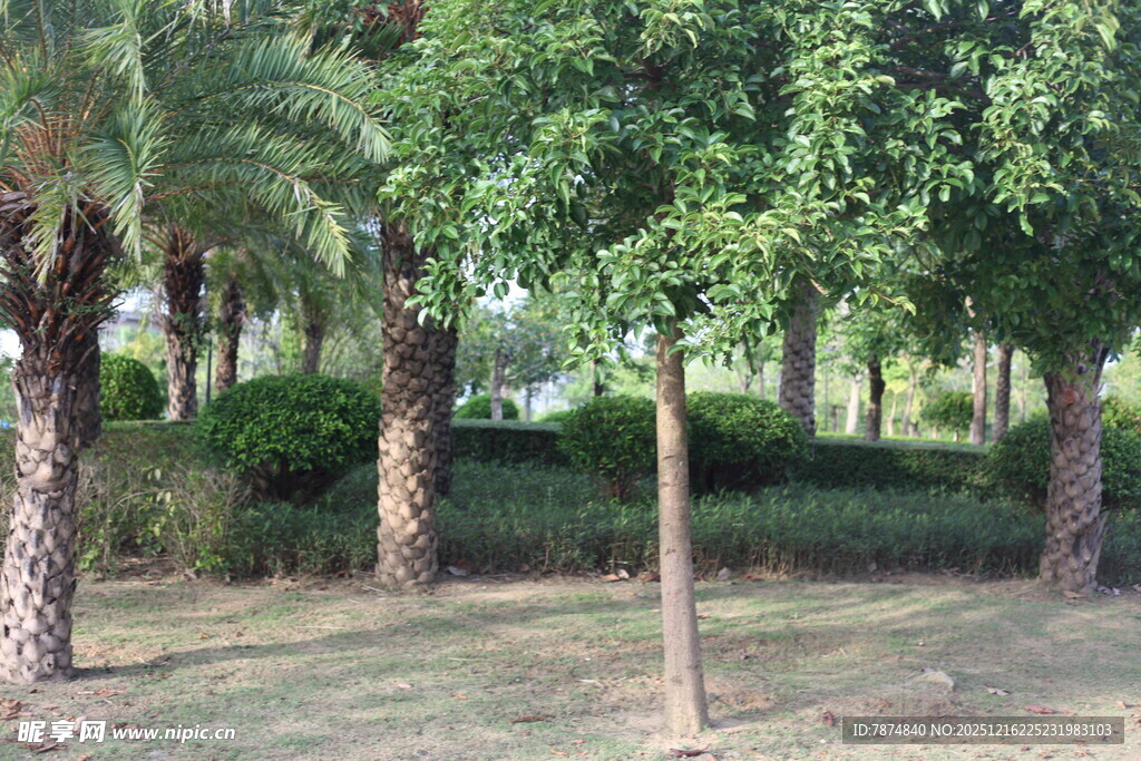 绿树成荫的静谧林间小道