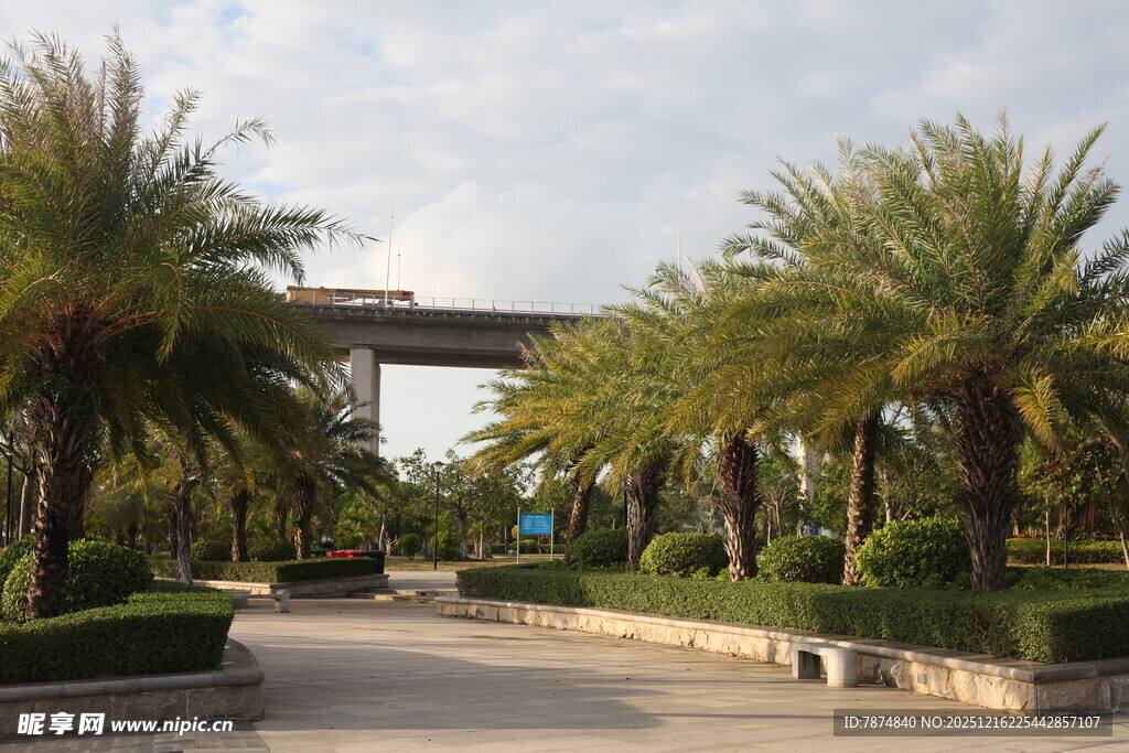 棕榈树环绕的开阔道路