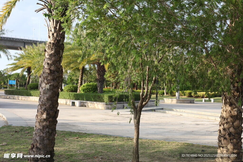 户外林荫休闲场地景观