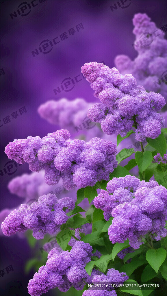 请把 花朵多一点  高清 