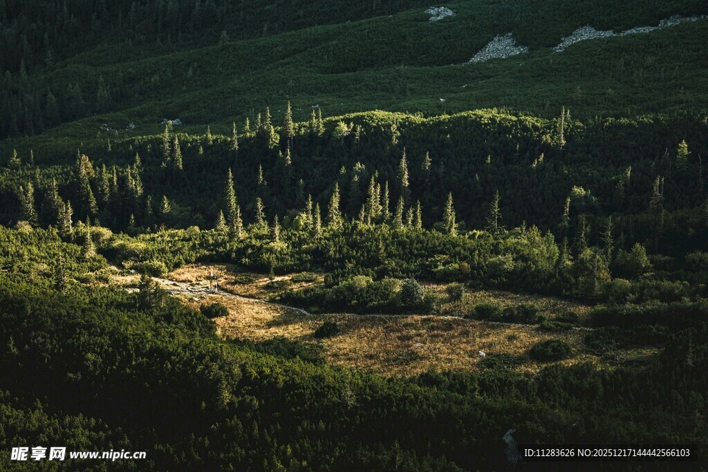 山间葱郁树林俯瞰景象