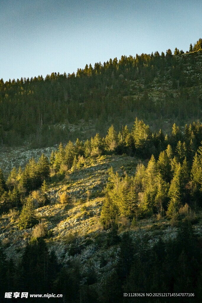 阳光照耀下的葱郁山林