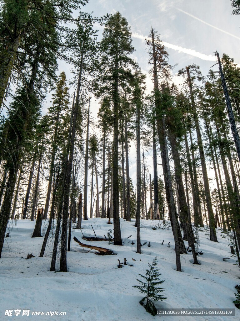雪覆森林中的挺拔树木