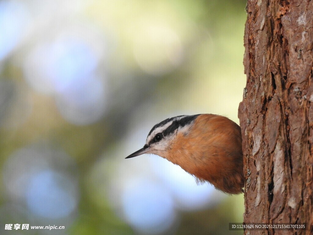 树干旁的五彩小鸟