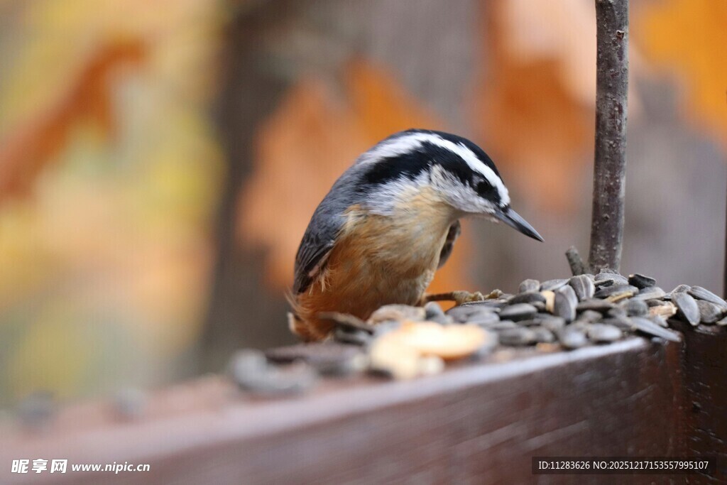 小鸟于栏杆上觅食