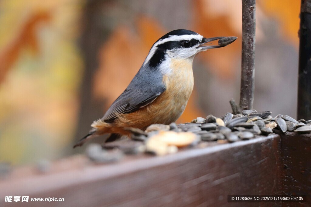 栖息在木栏上的美丽小鸟
