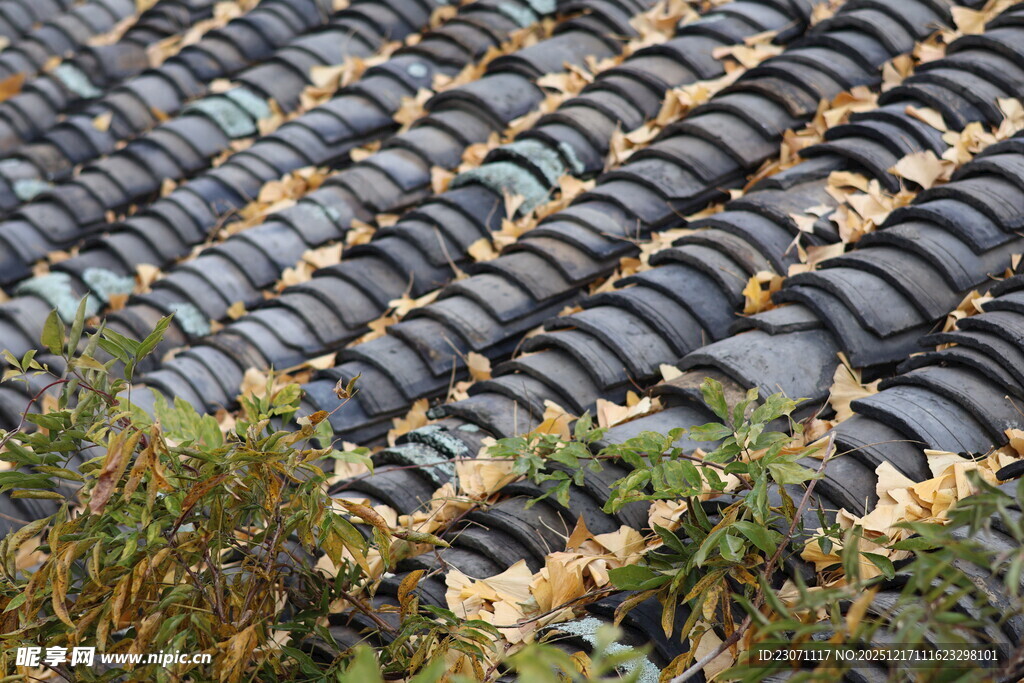 银杏叶屋顶
