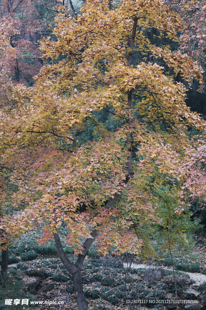 秋日斑斓枫树景致