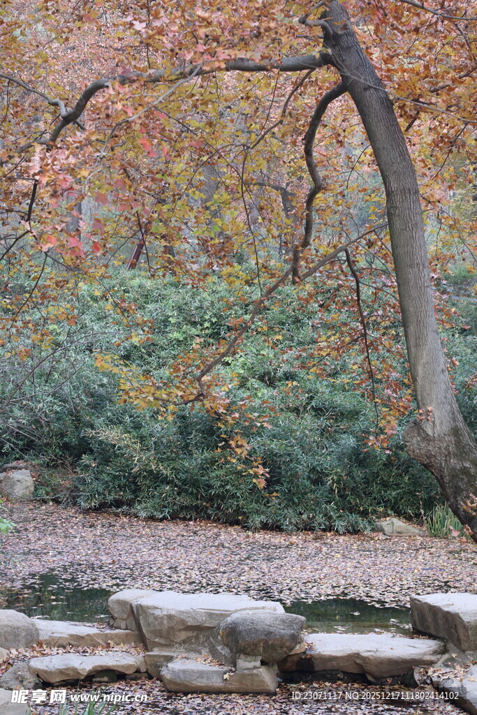 秋日林间石径景色