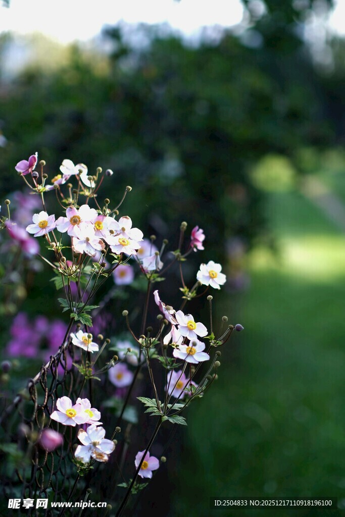 绽放的多彩小花