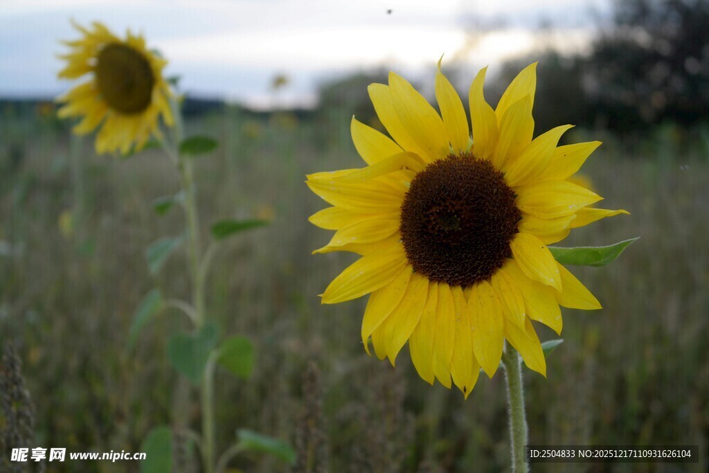 田野中的两朵向日葵