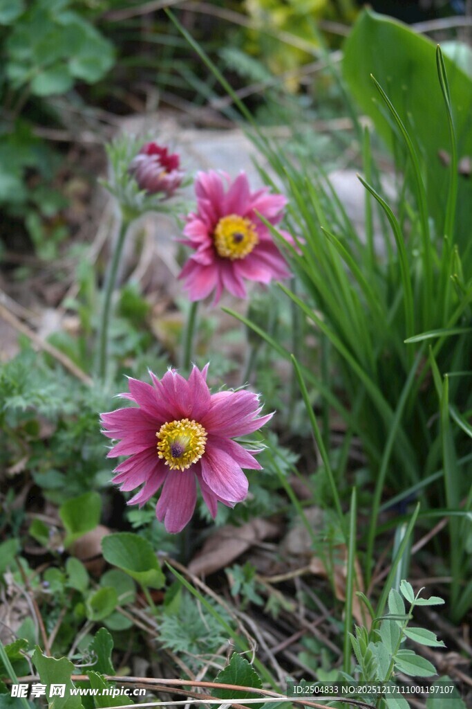 草丛中的娇艳粉色小花