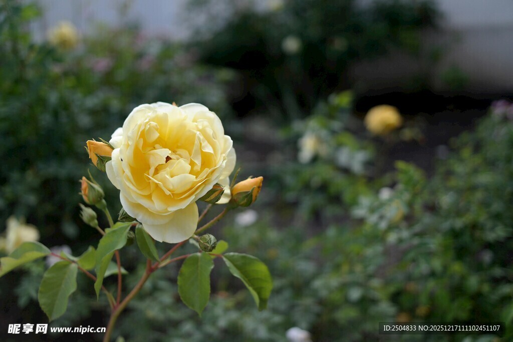 黄玫瑰绽放于绿意间