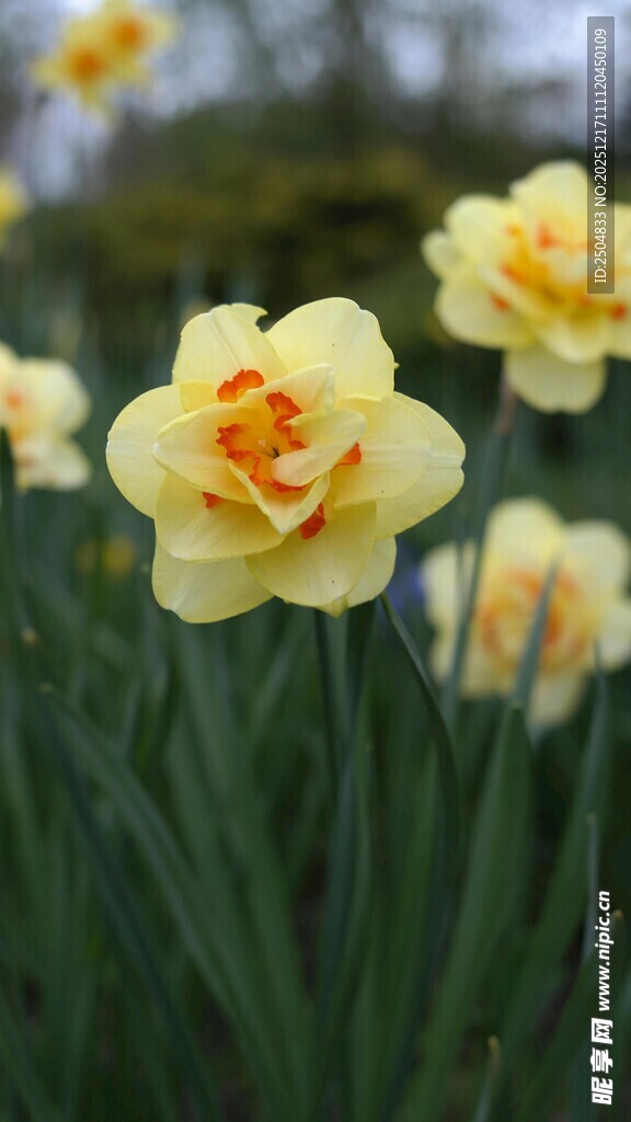 绽放的黄色洋水仙