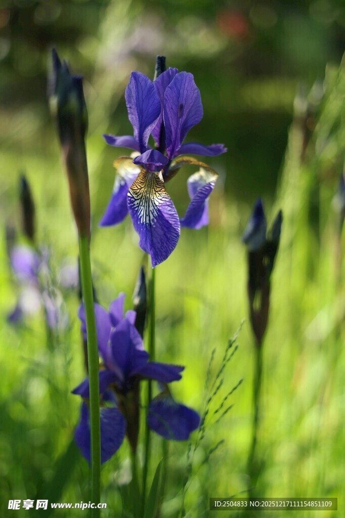 紫色鸢尾花绽放于绿野
