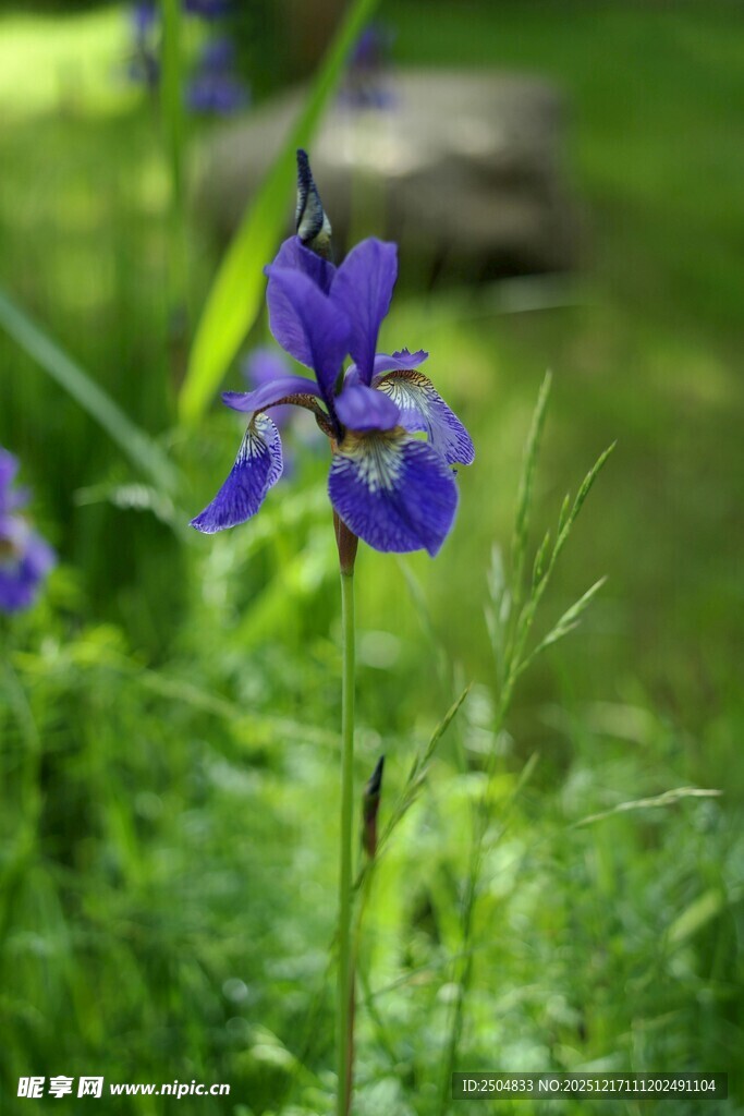 紫色鸢尾花绽放于绿野