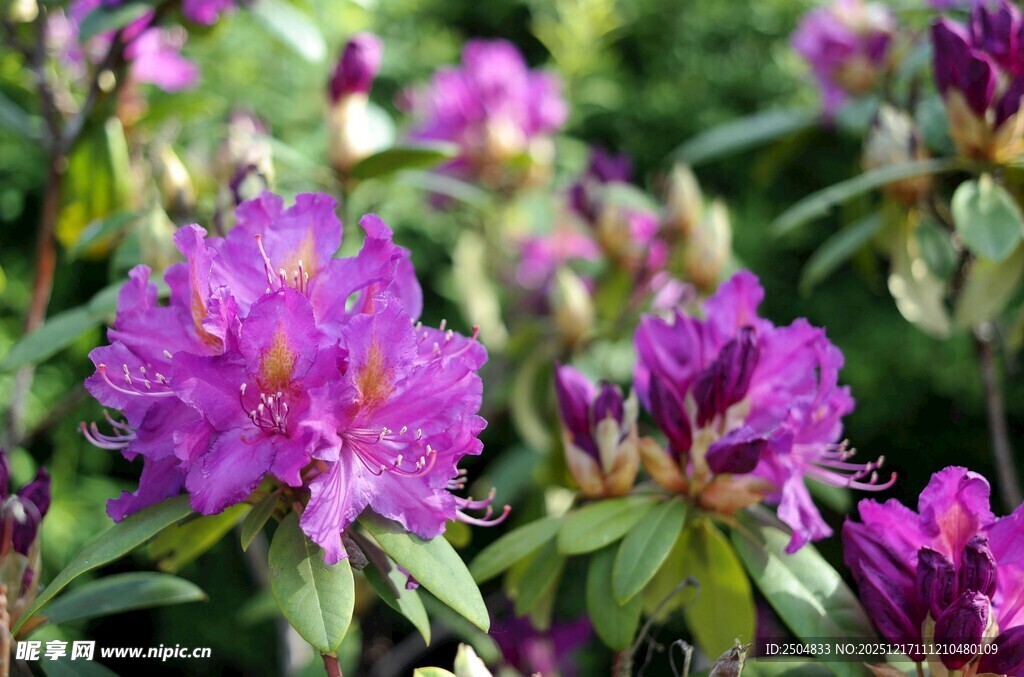 美丽紫色杜鹃花绽放