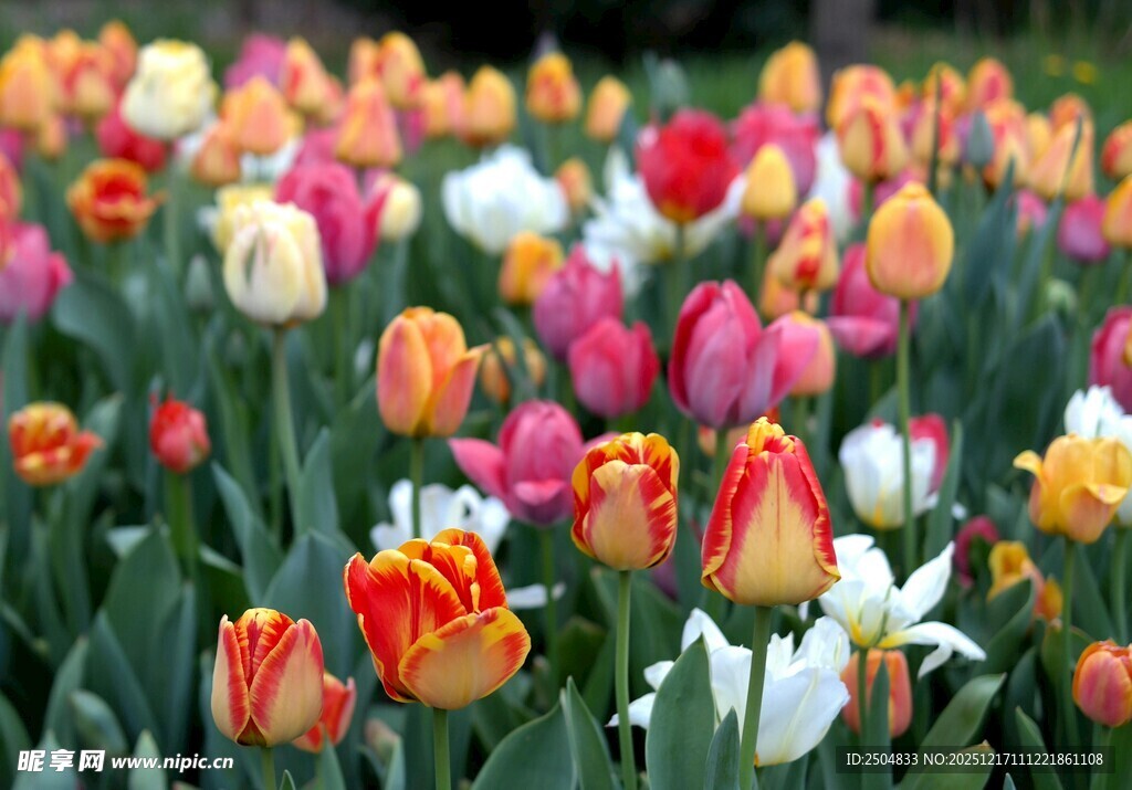 多彩郁金香绽放的美丽