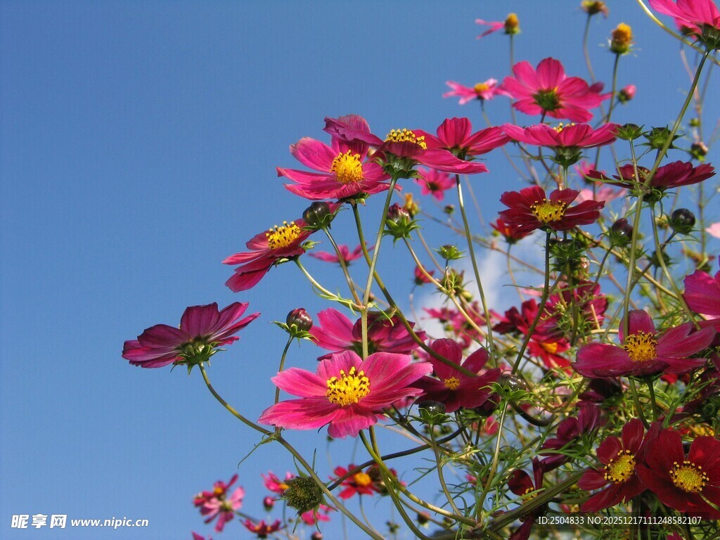 蓝天映衬下的艳丽波斯菊