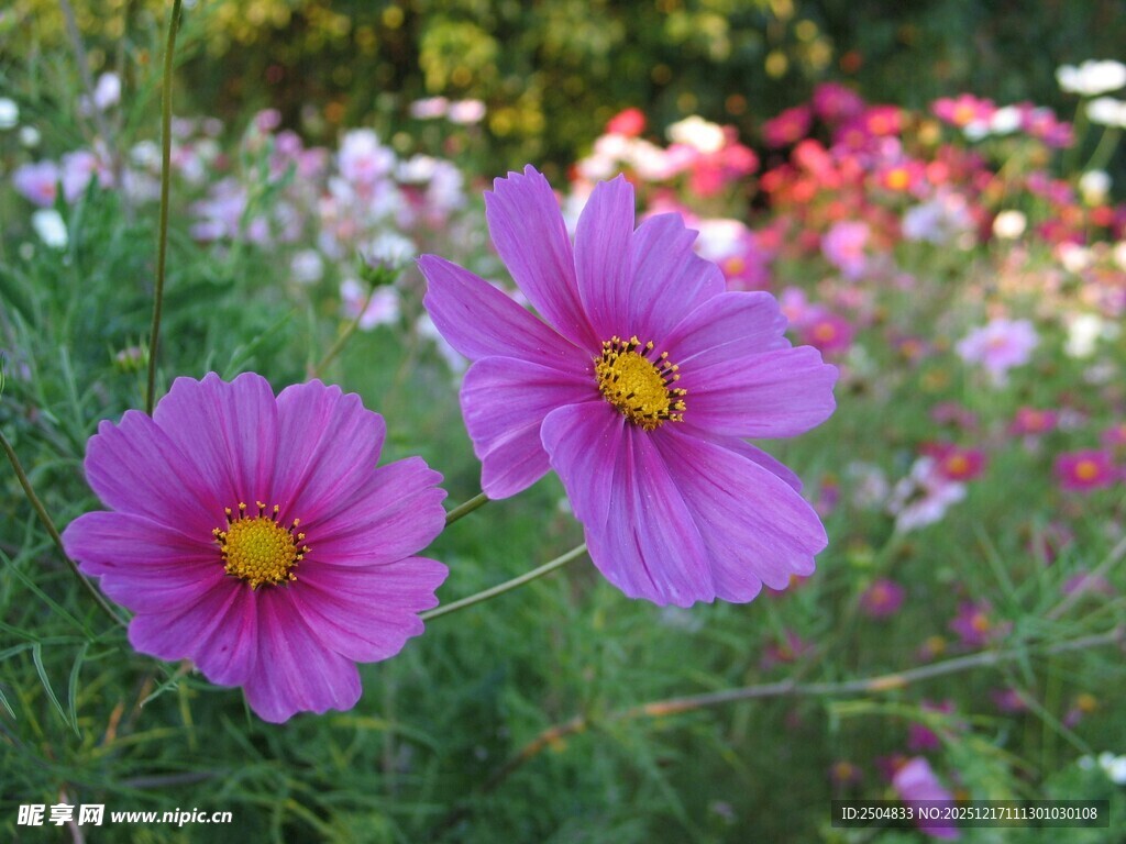 两朵娇艳波斯菊绽放