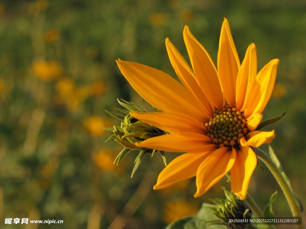 田野中的灿烂向日葵