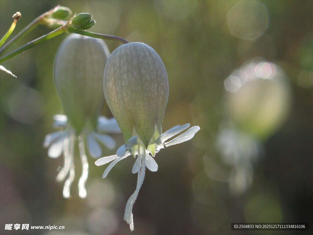 清新风铃草特写
