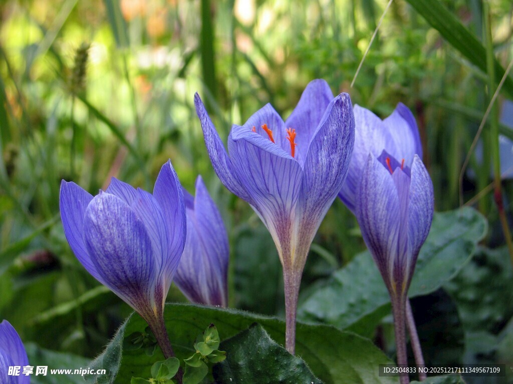 紫色番红花绽放于绿野