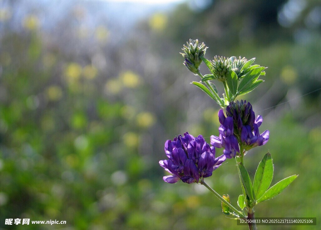 紫色野花绽放于绿意间