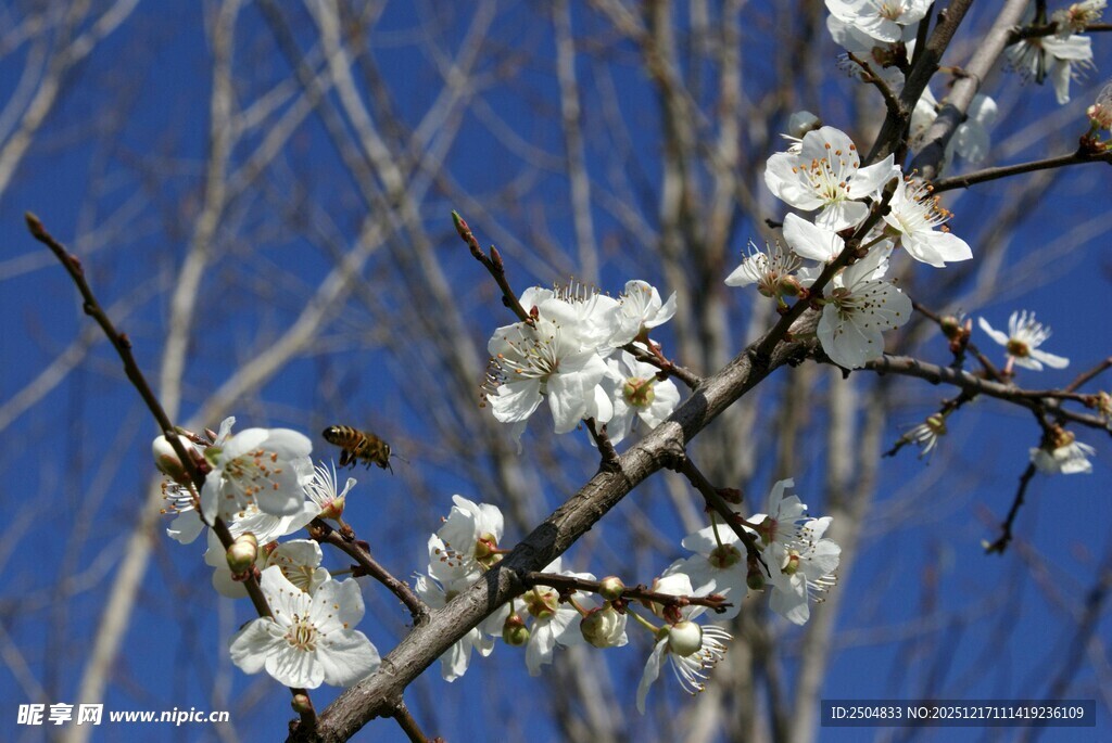 枝头繁花绽 蜜蜂采蜜忙
