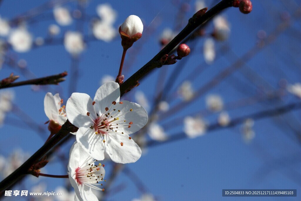 枝头绽放的洁白花朵