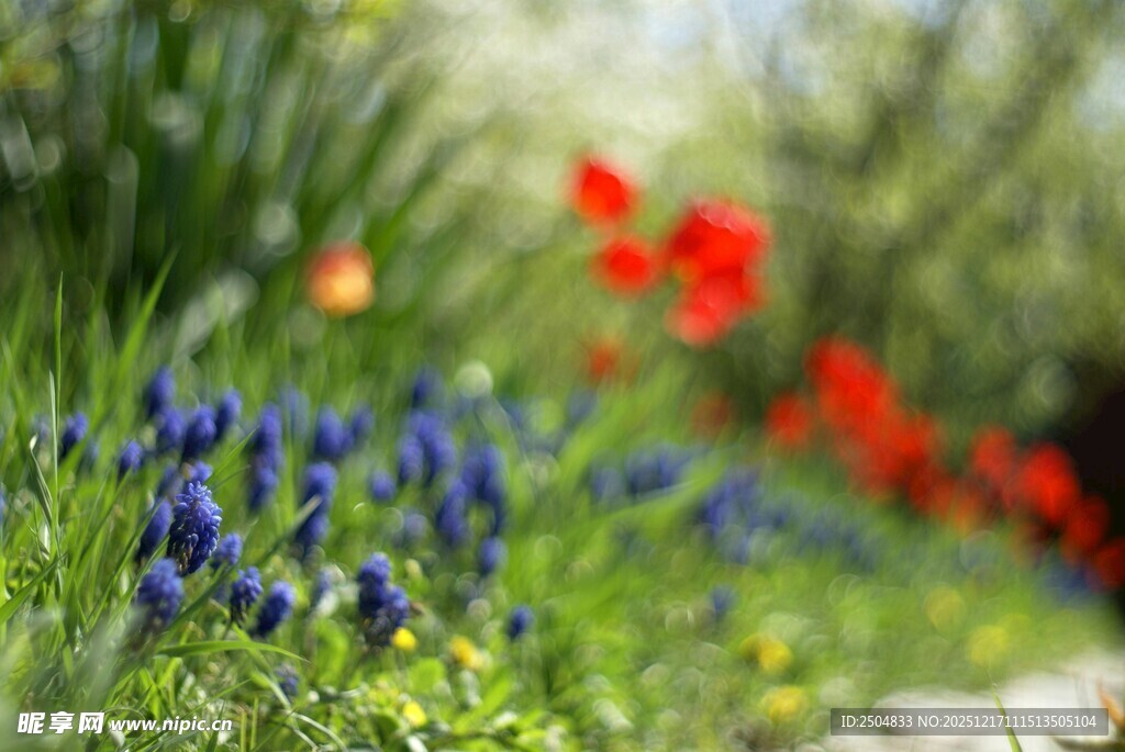 多彩花丛中的美丽景致