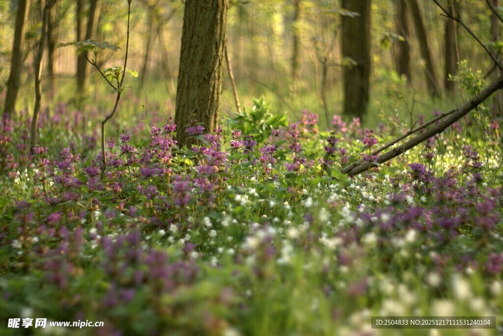 春日森林中的烂漫野花