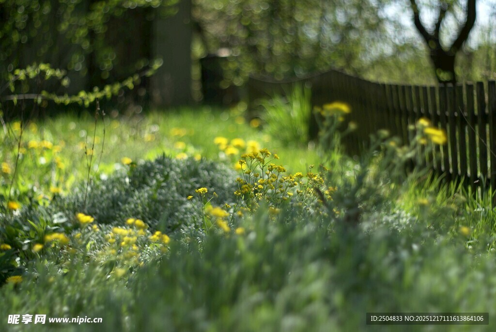 春日草地野花与木栅栏