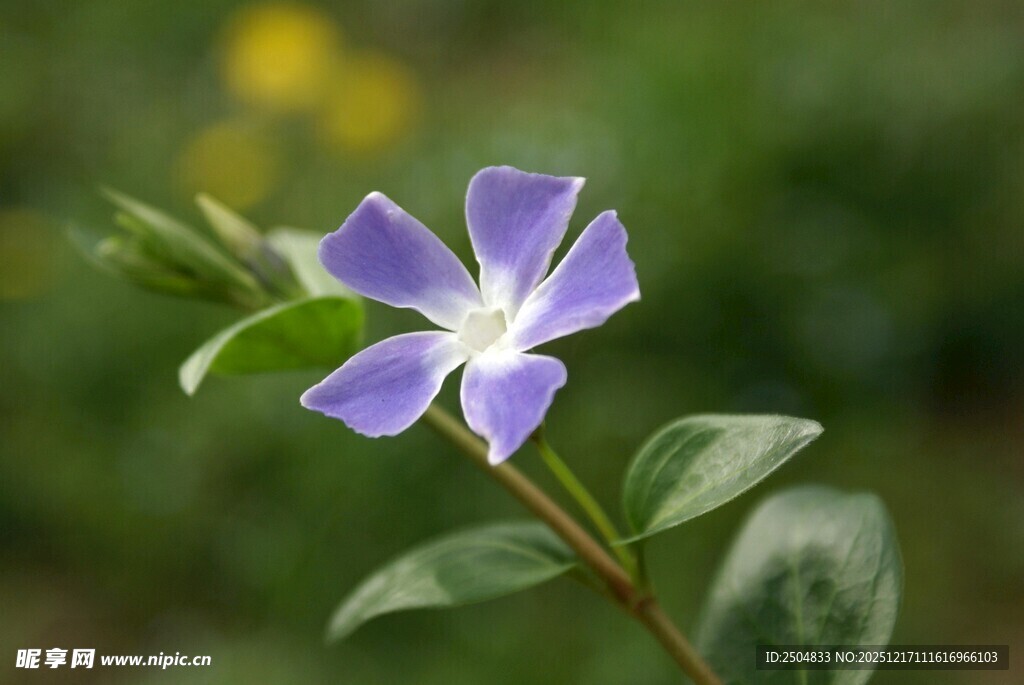 蓝花绽放 清新自然之美