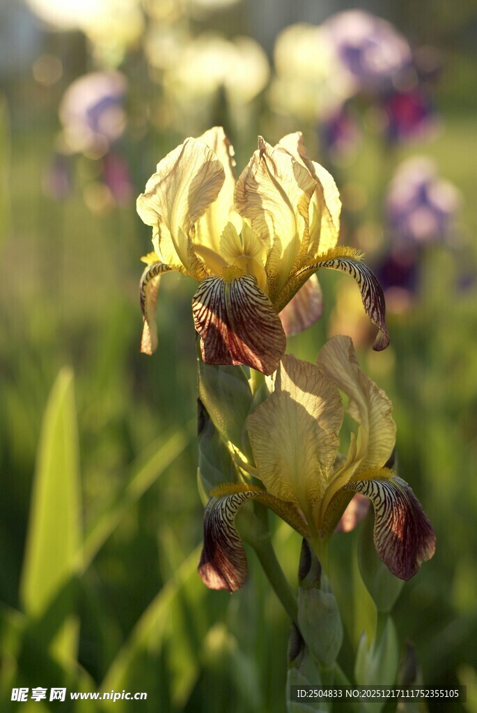 枯萎的黄色花朵