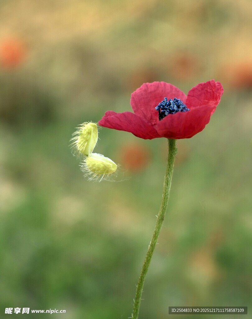 娇 虞美人花特写