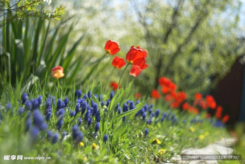 春日花丛小径美景