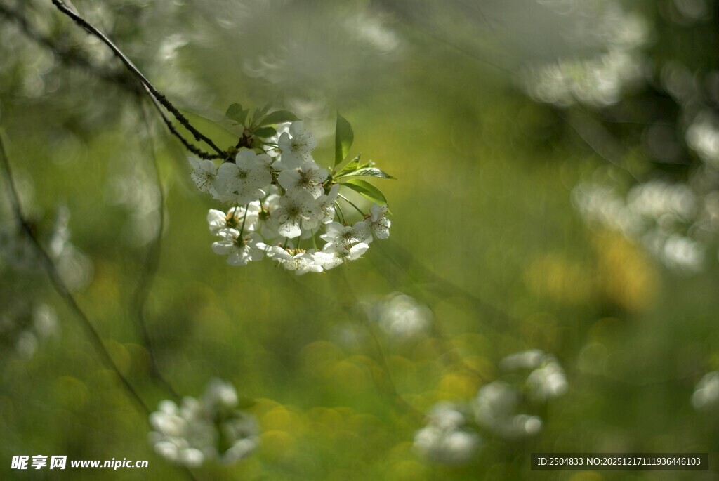 枝头绽放的白色小花